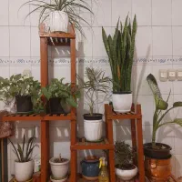 استند چوبی گل