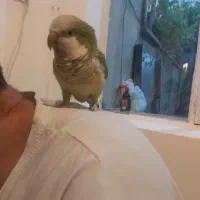 راهب نر بالغ نیمه رام