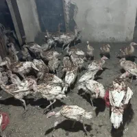 جوجه بوقلمون بوربون