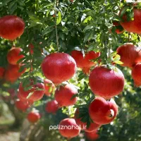 نهالستان پسته،گردو و بادام پربار و سردسیری پالیز|خدمات باغبانی و درختکاری|شبستر, |دیوار