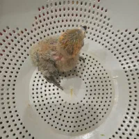 جوجه کوتوله