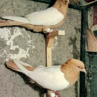 کفتریا کبوتر سینه ای  زرد سرخ  جوجه