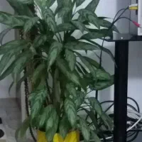 گل وگیاه|گل و گیاه طبیعی|تویسرکان, |دیوار