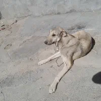 سگ سرابی|سگ|قروه, |دیوار