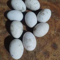 تخم قوقاز اصیل لیندا