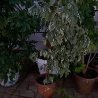 گل آپارتمانی|گل و گیاه طبیعی|کشکسرای, |دیوار