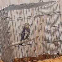عروس هلندی گم شده