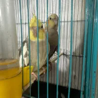 عروس هلندی مست