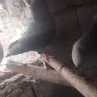 یک عدد سیاه کاکل دار ماده یک عدد طوقی بیکاکل نر