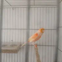 قناری سالم و سرحال