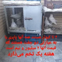 کبوتر پاپری