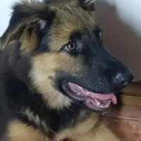 سگ ژرمن شپرد گمشده به نام هیرو|حیوانات|شهریار, شهریار|دیوار