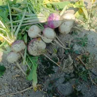 شلغم|خدمات باغبانی و درختکاری|فلاورجان, |دیوار
