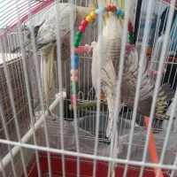 عروس هلندی با چهارعدد تخم