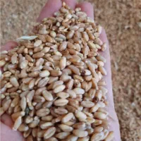 فروش گندم قرمز دیمه
