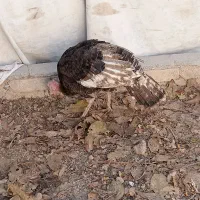 بو قلمون 2 تا نر و 1 عدد ماده جوانه|حیوانات مزرعه|قوچان, |دیوار