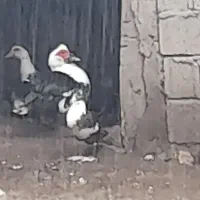 اردک اسراییلی