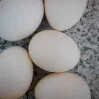 تخم مرغ نطفه دارگلین