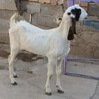 بز پاکستانی اصل ماده شیش دندان