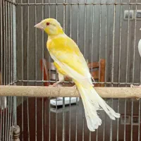 قناری|پرنده|شیراز, صاحب الزمان|دیوار