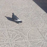 کبوتر قره سیاه