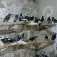 کبوتر