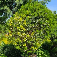 یوکا تنه ، بن سای ۲ و ۳ متری، شمشاد ۲ و ۳ متری|گل و گیاه طبیعی|تنکابن, |دیوار