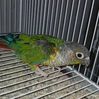 گرینچک نر بالغ با تست مشهد|پرنده|لار, |دیوار