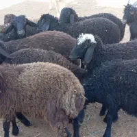 بره نر و ماده مخصوص پروار