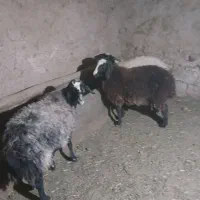 شیشک شالی|حیوانات مزرعه|رامند, |دیوار