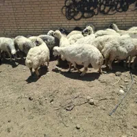 میش بومی سامان ۵۰ عدد