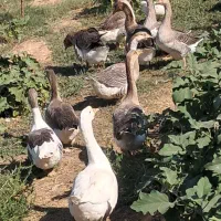 قو غاز و غاز اکراینی|حیوانات مزرعه|مهریز, |دیوار