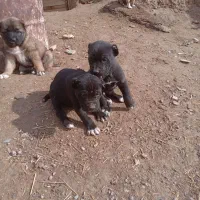 کچوک نر هم قال افغان