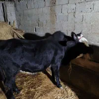 شیرو ورزا کوله عالی