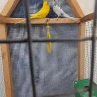 مرغ عشق|پرنده|ایلام, |دیوار