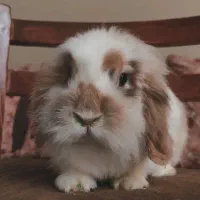 واگذاری رایگان دو عدد خرگوش لوپ