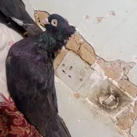 ابادانی تو حیاط بازی دارن|پرنده|فارسان, |دیوار