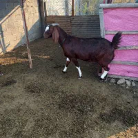 بز سه قلو زا