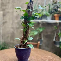 گل در گل|گل مصنوعی|اسفراین, |دیوار