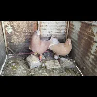 سرخ زرد فروشی