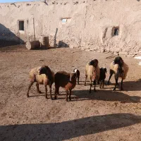 ۳راس میش با۳راس بره