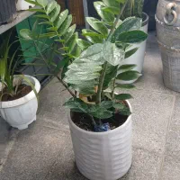 گل گیاه آموزش و نگهداری گلهای آپارتمانی|گل و گیاه طبیعی|تهران, زیبادشت|دیوار