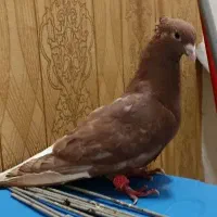 کفتر سرخ دم سفید نر