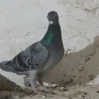 کبوتر مگسی