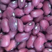 لوبیا