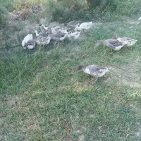 غاز|حیوانات مزرعه|بستان آباد, |دیوار