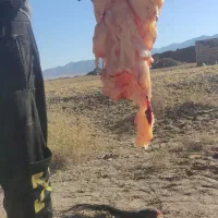 روغن خر،یاروغن الاغ|خوردنی و آشامیدنی|درمیان, |دیوار