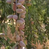 تولید و توزیع انواع نهال سیب و میوه در غرب نهال|خدمات باغبانی و درختکاری|رانکوه, |دیوار