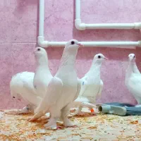 کبوتر ۶ عدد لوتی