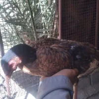 مرغ خروس محلی اصل برای کشتن نگهداشتن خروس 850هزار